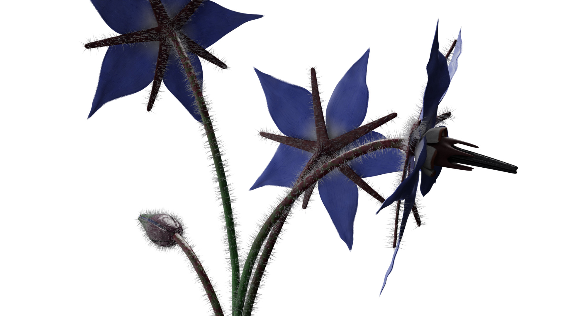Borage Flower preview image 7